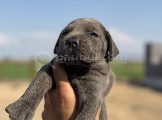 Dev Blue Cane Corso Bebekler görsel