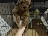 6 Haftalık Teacup Poodle