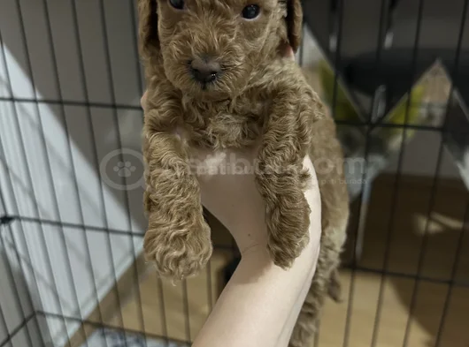 6 Haftalık Teacup Poodle görsel
