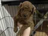 6 Haftalık Teacup Poodle