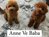 6 Haftalık Teacup Poodle