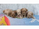 Minyatür minnaklarım teslime hazır
