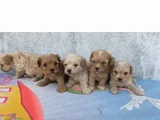 Minyatür Minnaklarım Teslime Hazır