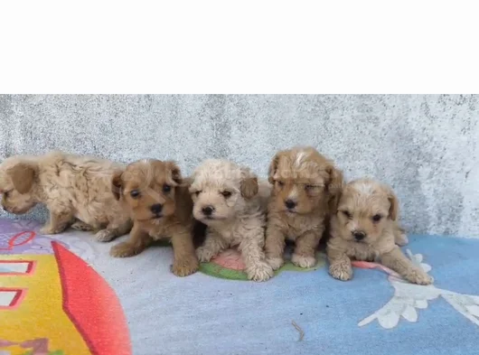 Minyatür Minnaklarım Teslime Hazır görsel
