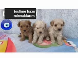 Minyatür Minnaklarım Teslime Hazır