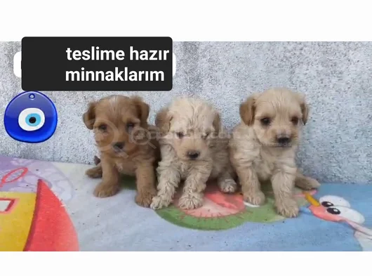 Minyatür Minnaklarım Teslime Hazır görsel