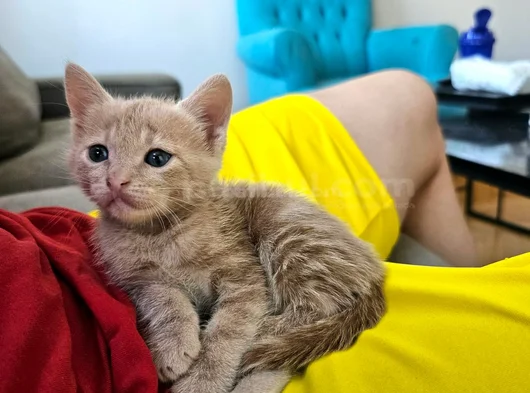 6 Yavru Kardeş Için Sevgi Dolu Yuva Arıyoruz görsel