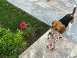 Eğitimli Oyuncu Ve Uykucu Çocuk