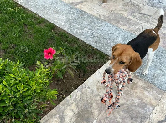 Eğitimli Oyuncu Ve Uykucu Çocuk görsel
