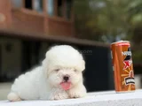 Teacup Maltese Terrier bebeklerimiz