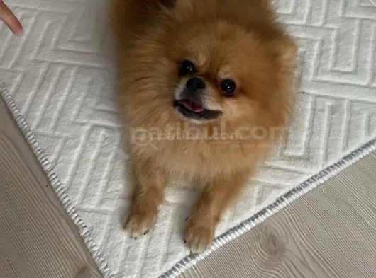Loe Yeni Sahibini Arıyor görsel