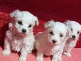 Ev Doğumu Maltipoo Yavrularımız
