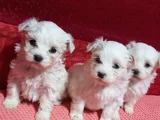 ev doğumu maltipoo yavrularımız