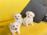 Topaç Gibidir Maltipoo Bebeklerimiz