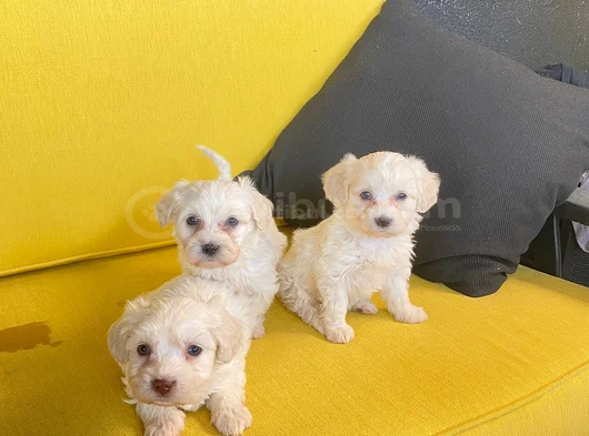 Topaç Gibidir Maltipoo Bebeklerimiz görsel