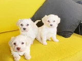 topaç gibidir Maltipoo bebeklerimiz