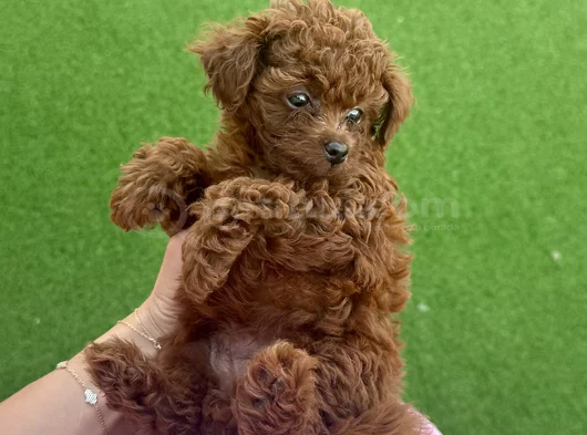 Teacup Poodle Minik Yavrumuza Aile Arıyoruz Nadir Cins görsel
