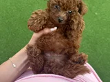 Teacup Poodle Minik Yavrumuza Aile Arıyoruz Nadir Cins