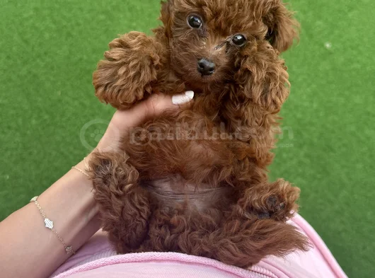 Teacup Poodle Minik Yavrumuza Aile Arıyoruz Nadir Cins görsel
