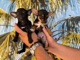 Chihuahua Yavrularımız Hazırdır