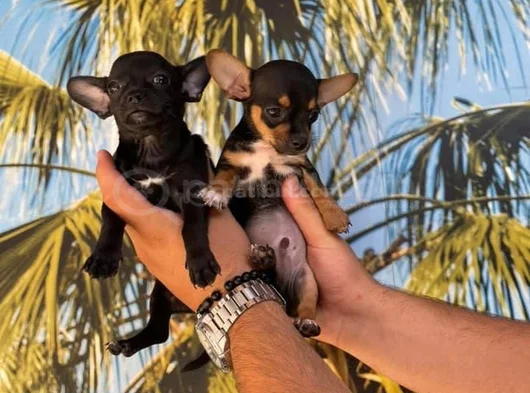 Chihuahua Yavrularımız Hazırdır görsel