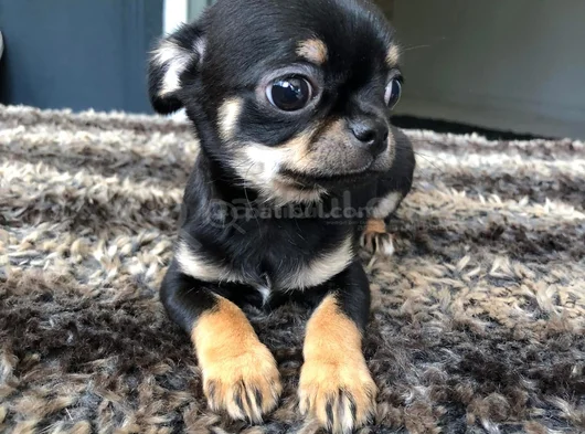 Chihuahua Yavrularımız Hazırdır görsel