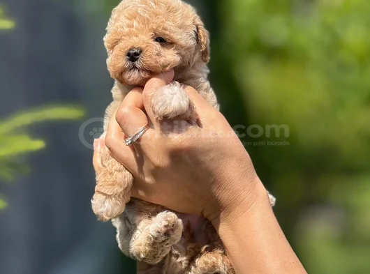 Teacup Korea Maltipo Bebeklerimiz görsel