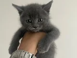 AYI SURAT UYGUN EĞİTİMLERİ TAM BEBEKLER