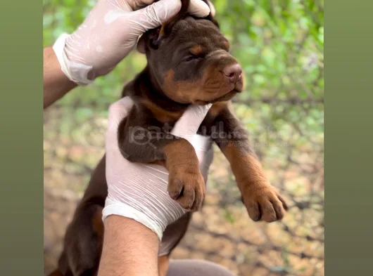 Fci Kif Secereli Doberman Yavruları görsel