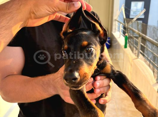 2 Buçuk Aylık A Kalite Safkan Doberman görsel