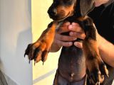 2 Buçuk Aylık A Kalite Safkan Doberman