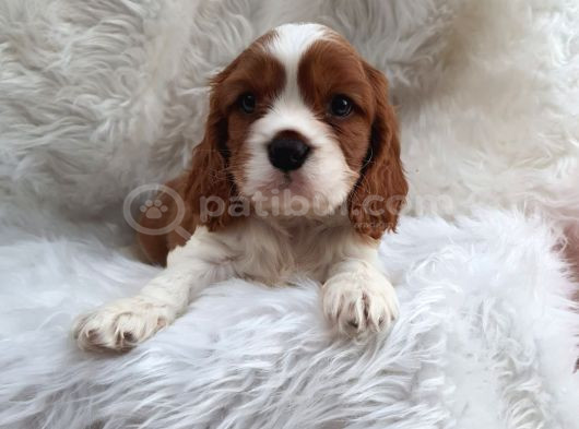 A Kalite King Charles Bebekler görsel