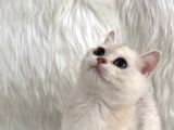 British Longhair Ve British Shorthair Safkan Yavrular