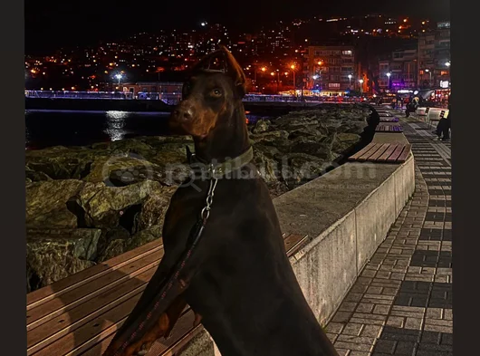 Fci Kif Secereli Doberman Yavruları görsel