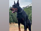 Fci Kif Secereli Doberman Yavruları