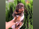 Fci Kif Secereli Doberman Yavruları