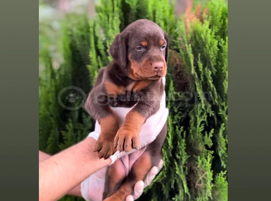 Fci Kif Secereli Doberman Yavruları görsel