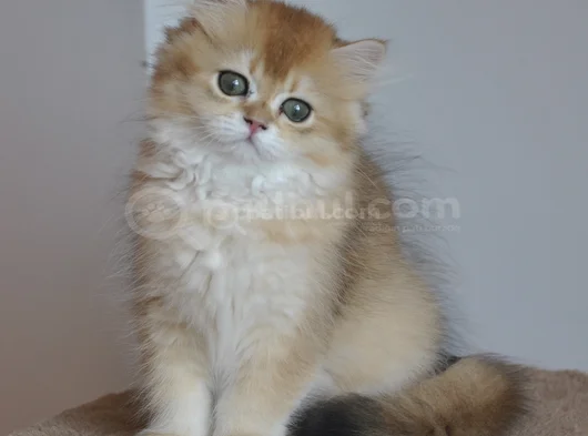 Safkan Golden British Longhair Yavrular görsel