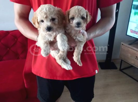 Maltipoo Yavrularımız Uygundur görsel