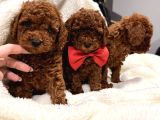 En Tatlıı Poodle Yavruları Bizdeee