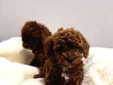 En Tatlıı Poodle Yavruları Bizdeee