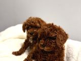 En Tatlıı Poodle Yavruları Bizdeee