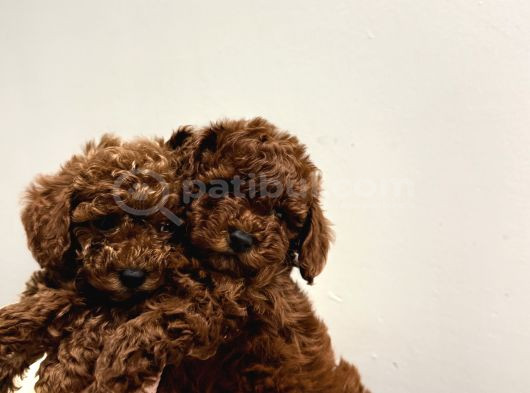 En Tatlıı Poodle Yavruları Bizdeee görsel