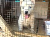 Mavi Göz Beyaz Renk Husky Erkek Bebekler