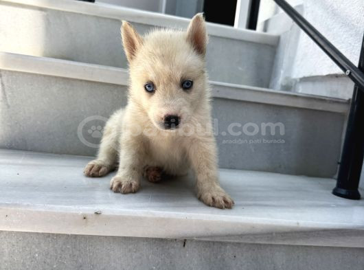 Mavi Göz Beyaz Renk Husky Erkek Bebekler görsel