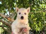Mavi Göz Beyaz Renk Husky Erkek Bebekler