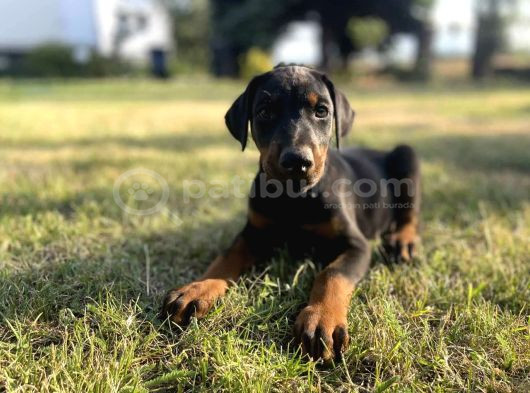 En Kaliteli En Özel Doberman Yavrular görsel