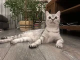 15 Aylık Dişi BritishFold Shorthair Kedimize Eş Arıyoruz