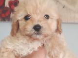 Muhteşem Maltipoo Bebekler