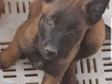 SCR SCR siz  Belgian Malinois